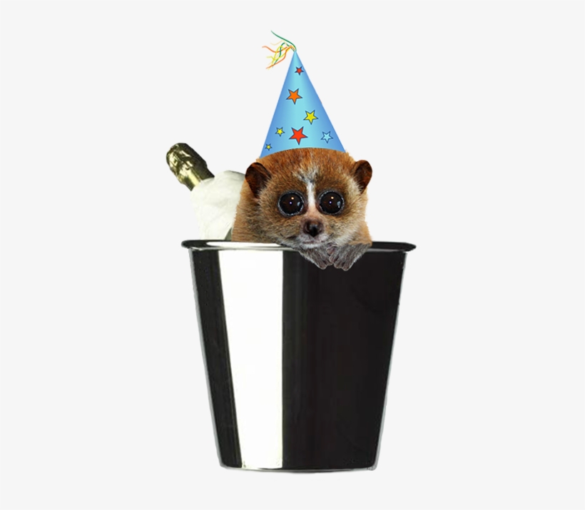 New Year Party Hat Png, Best - Animals In Party Hats Png, transparent png download