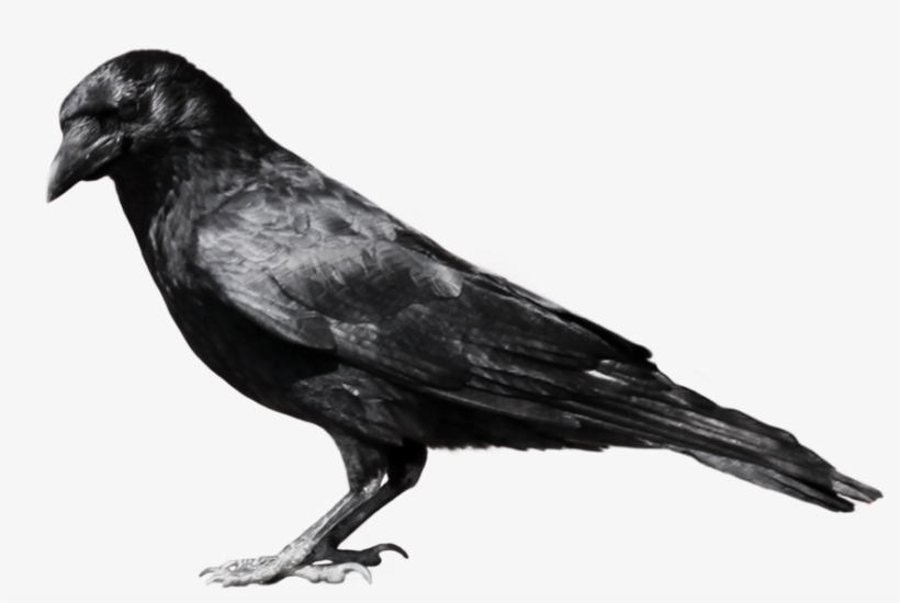 Crow Png, transparent png download