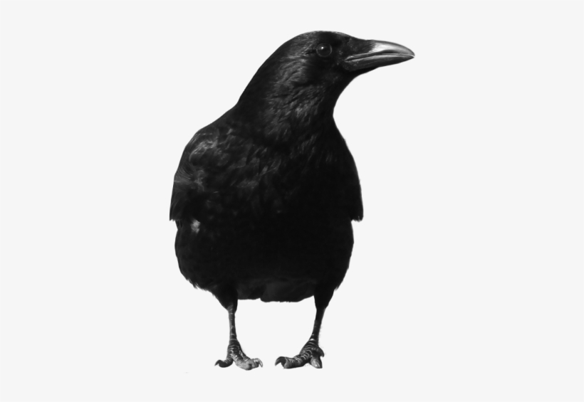Raven - Crow Png, transparent png download