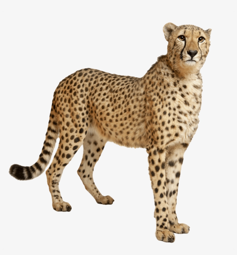 Cheetah Still - Cheetah Png, transparent png download