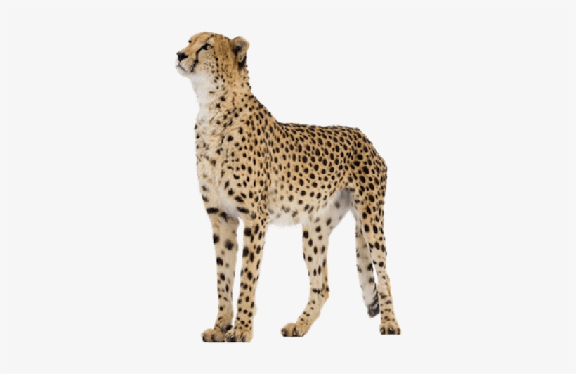 Free Png Cheetah Png Images Transparent - Cheetah Png, transparent png download