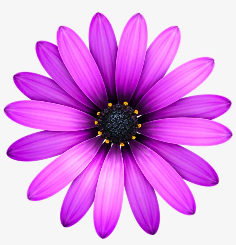 Blume Von Oben Png, transparent png download