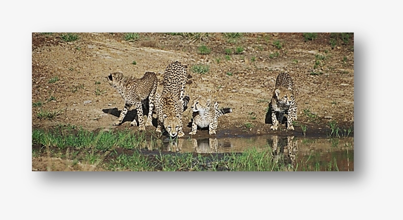 Cheetahs Drinking Water Mara - Water, transparent png download
