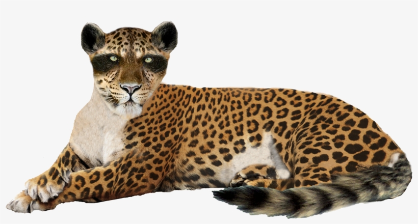 Leopard Png, transparent png download