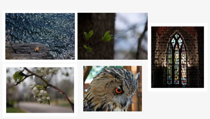 Mona Moscardini - House Finch, transparent png download