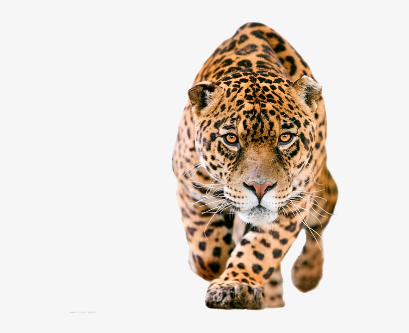 Cheetah Png - Jaguar Png, transparent png download
