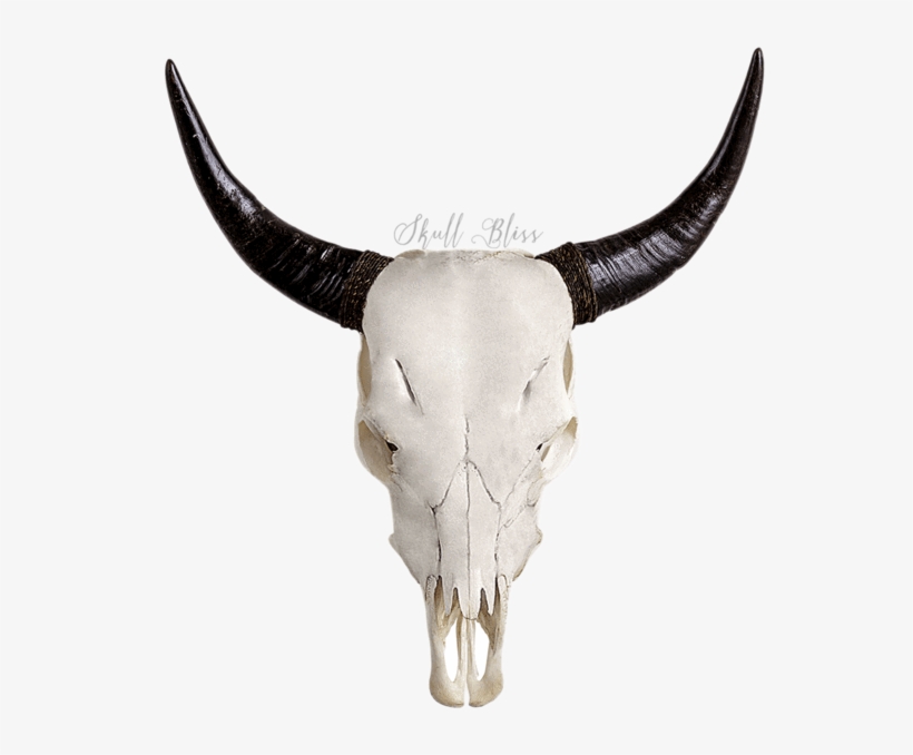 Carved Cow Skull // Xl Horns - Cow Skull, transparent png download