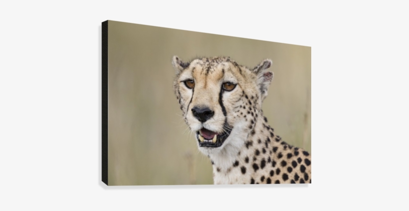 Lilly And The Pads Canvas Print - Cheetah, transparent png download