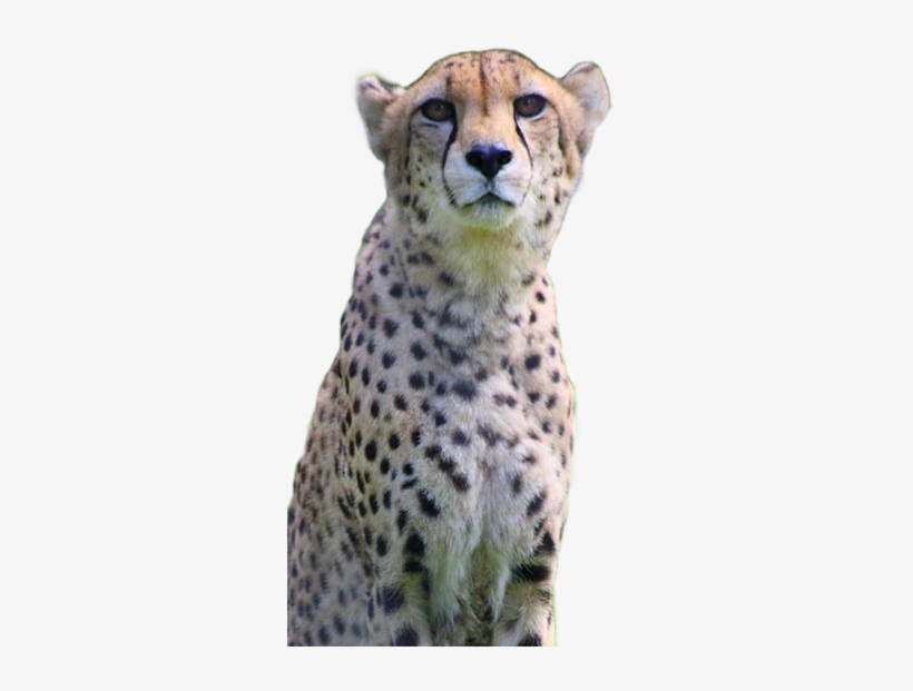 Cheetah, transparent png download