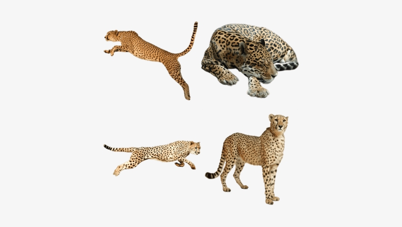 Cheetah Animal Png, transparent png download