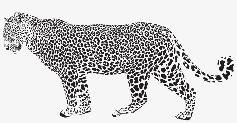 19 Cheetah Jpg Freeuse Library Black And White Huge - Jaguars Vs Leopard Vs Cheetahs, transparent png download