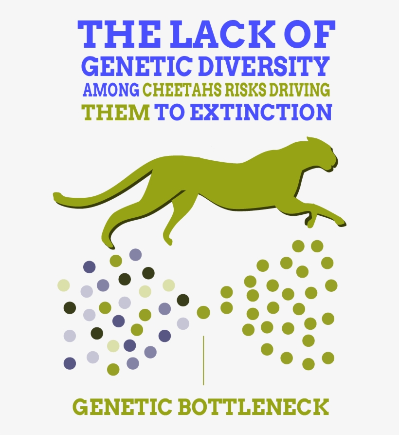 Dataviz Biodiversite English 02 1 - Afgan The One Album, transparent png download