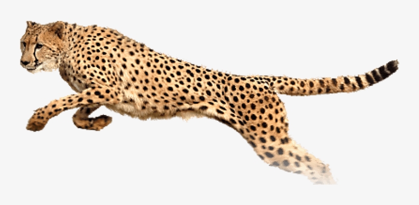 Free Png Cheetah Png Images Transparent - Portable Network Graphics, transparent png download