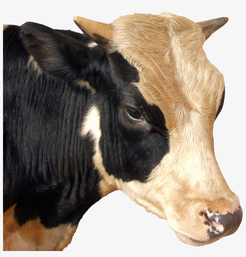 Cow Head Png, transparent png download