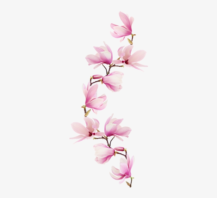 Liebevoll Von Unseren Beratern Verfasst Buddha Tattoos, - Music Theory Notebook (pink Magnolia Flowers Glossy, transparent png download