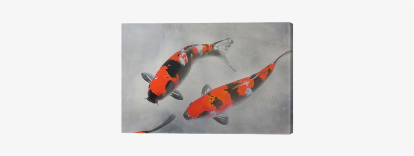 Calico Koi Fish Watercolor Illustration Canvas Print - Pez Koi Rojo Real, transparent png download