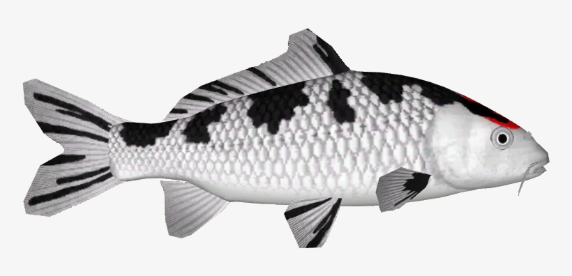 Koi Variants 24 - Thumbnail, transparent png download