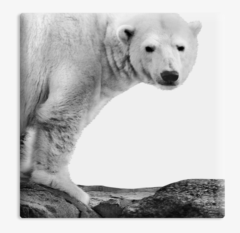 Polar Bear, transparent png download