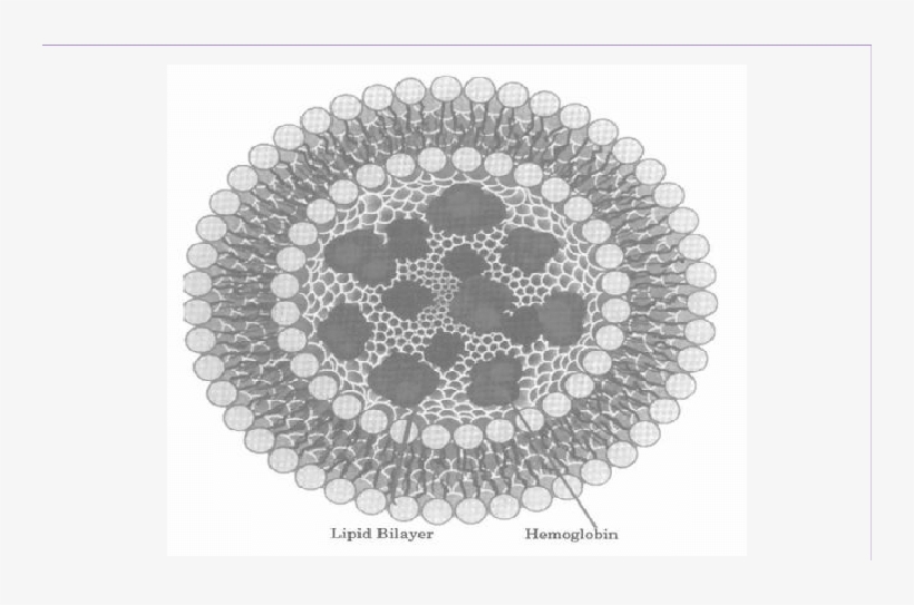 Hemoglobin Encapsulated Within Liposomes - Project, transparent png download