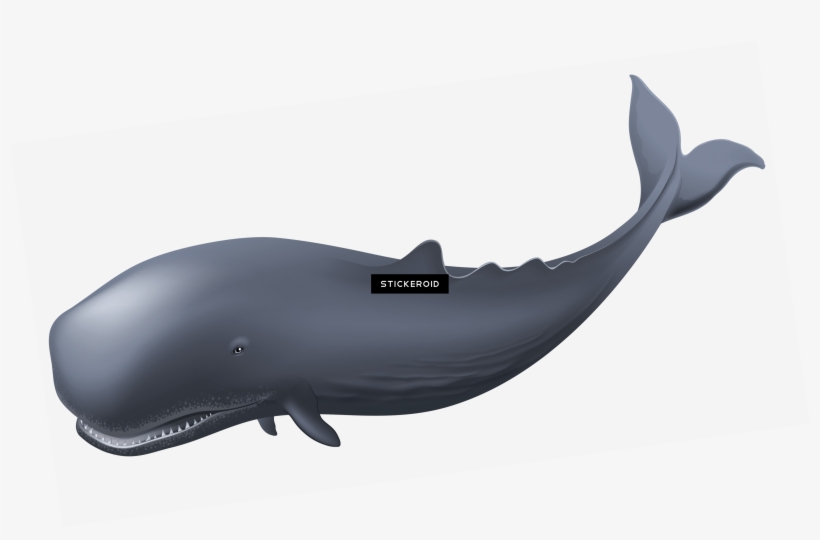 Whale Clipart - Whales, transparent png download