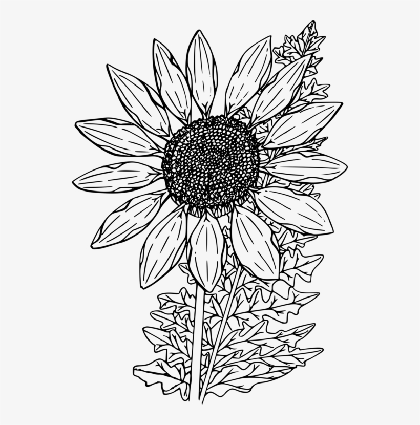 Download Clip Art Sunflowers Source - Flowers, Flowers And More Flowers: Adult Coloring Book, transparent png download
