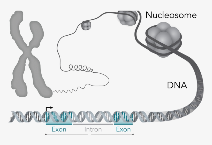 Chromosome And Gene Relationship, transparent png download