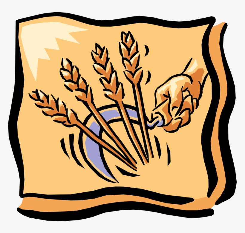 Vector Illustration Of Hand With Sickle Harvests Wheat - Historia De La Harina, transparent png download