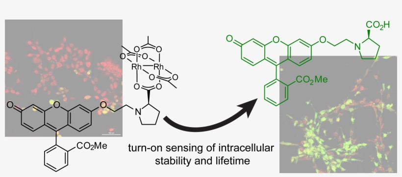 , Kang, M - Diagram, transparent png download