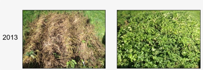 Grass, transparent png download