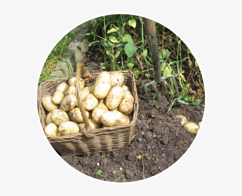 Alt Text - Alt Attribute, transparent png download