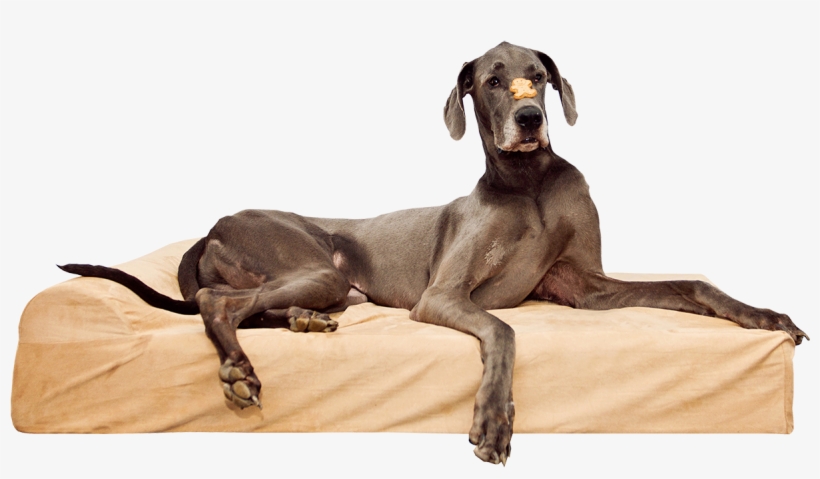 Simien Pets Large Or Extra Large Dog Bed , Dark Chocolate - Dog Beds, transparent png download