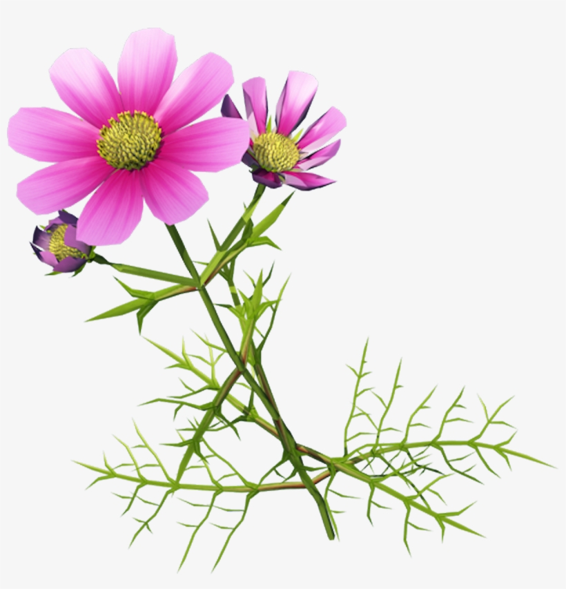 Banner Library Download Indicum Cosmos Bipinnatus Clip - Космея Клипарт, transparent png download