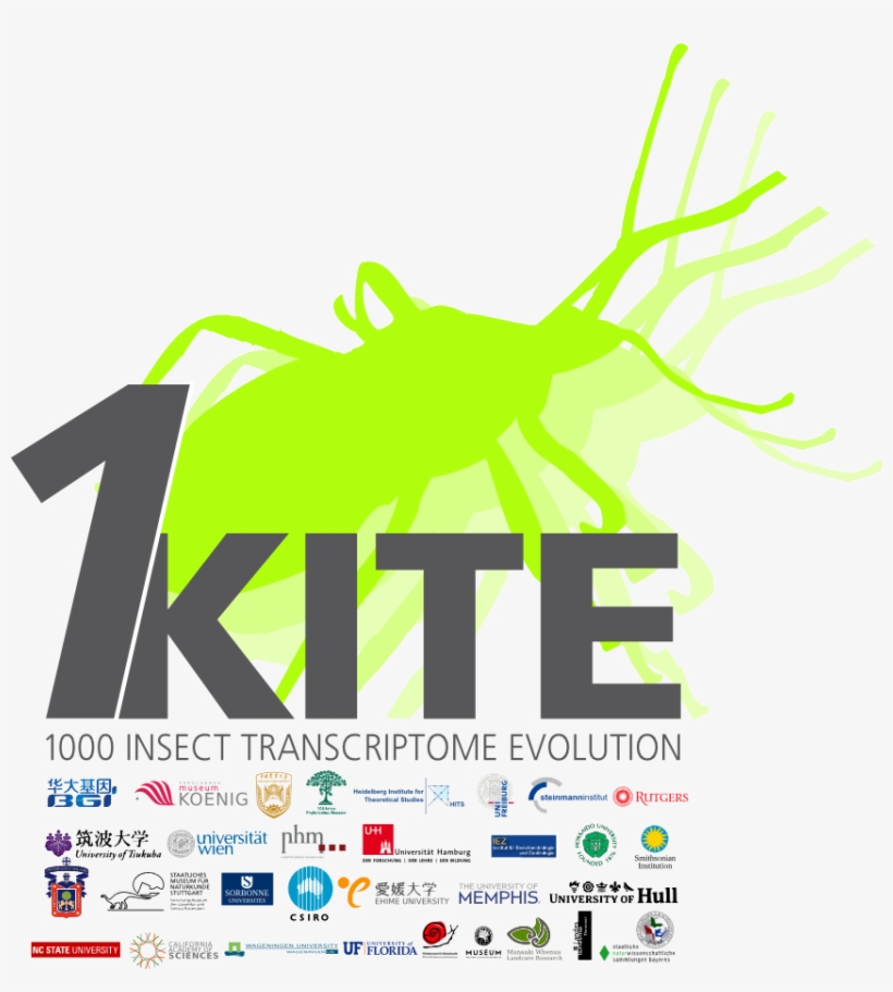 Visit The Bgi Website - Insects 1kite, transparent png download