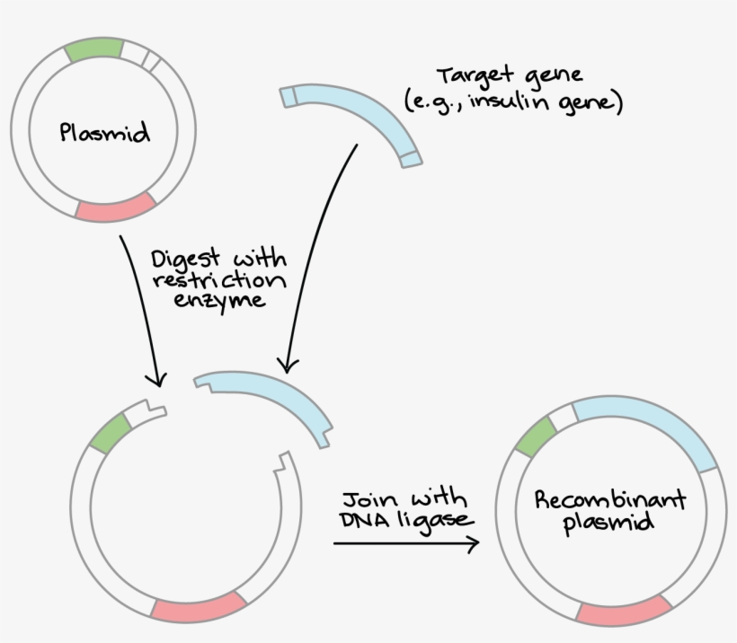 Gene Cloning, transparent png download