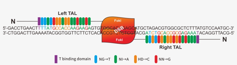 Two Talens Are Shown Assembled At A Target Sequence - Diagram, transparent png download