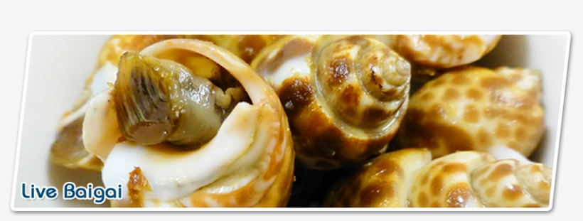 Shellfish, transparent png download