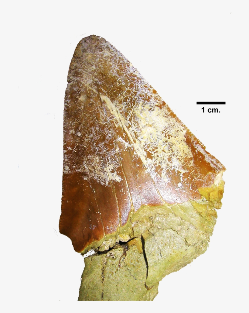 Carcharodon Megalodon - Macro Photography, transparent png download