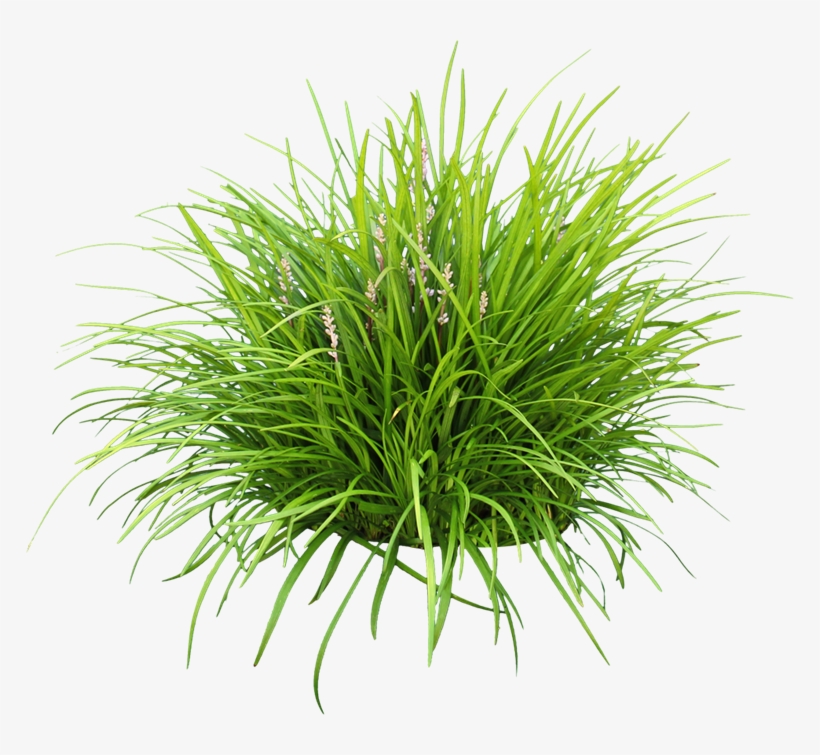 Liriope Png - Lily Turf Png, transparent png download