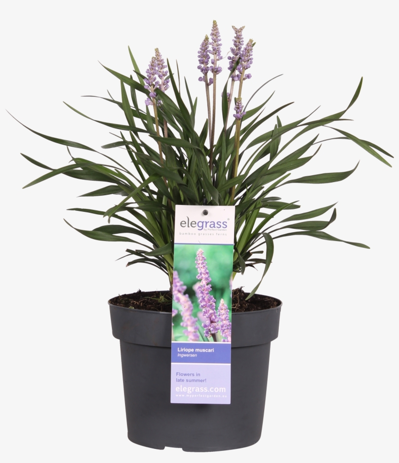 Liriope Png, transparent png download