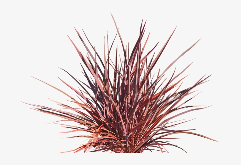 Flamin'® - New Zealand Flax Png, transparent png download