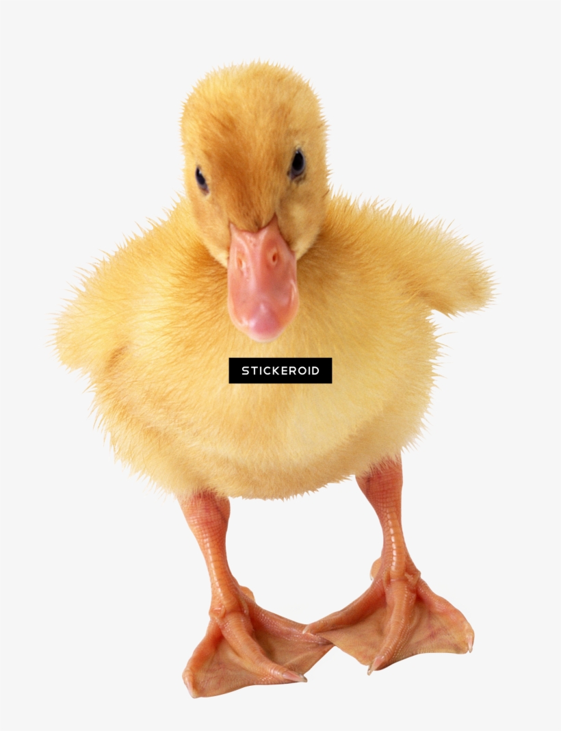 Daisy Duck - Ducks Calendar 2018: 16 Month Calendar, transparent png download