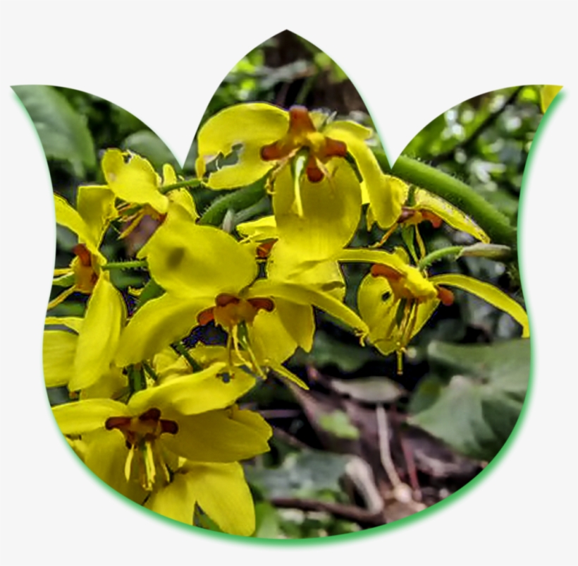 Cardiocrinum Cyclamen /new Monthly Plant Salesepimedium, transparent png download
