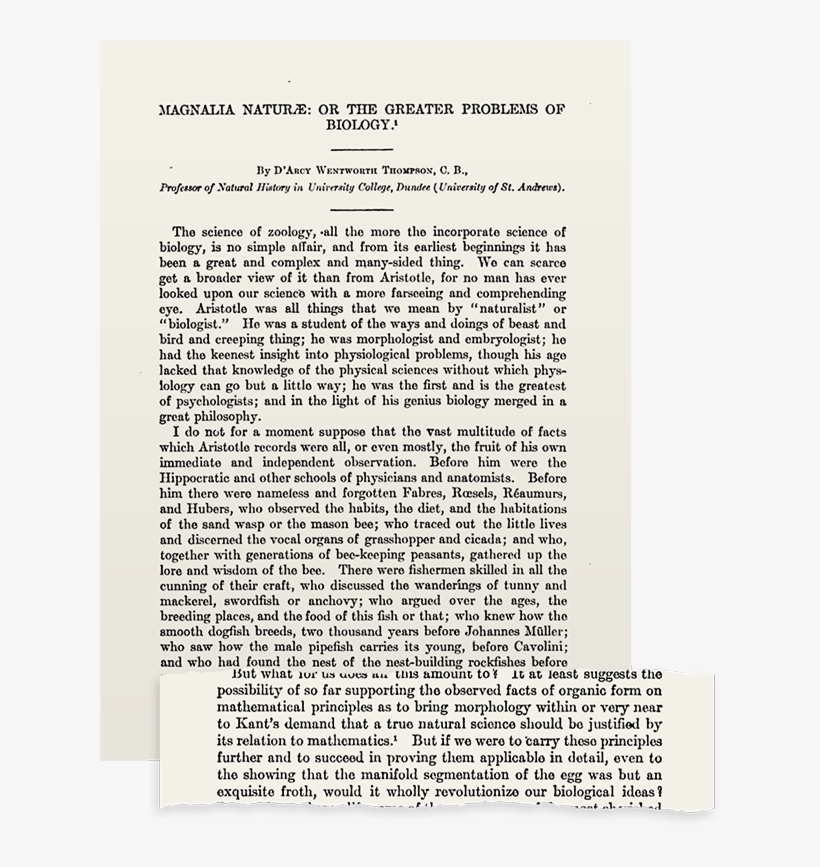 Magnalia Naturae - Magnalia Christi Americana, transparent png download