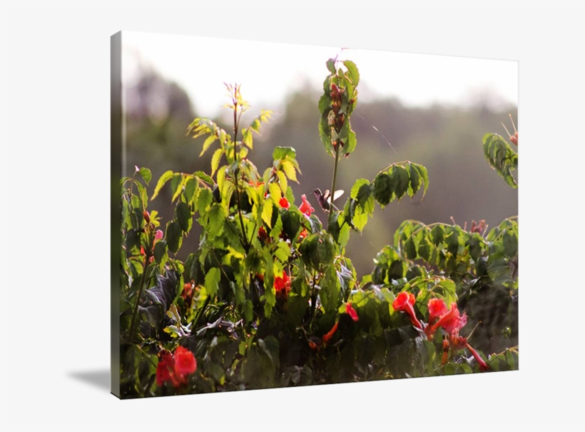 Trumpet Vine Png - Trumpet Vine, transparent png download