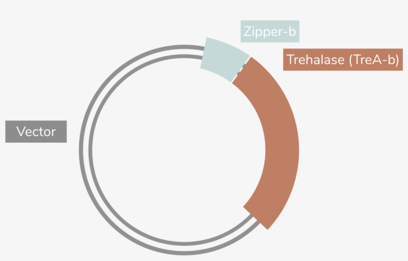 For This Assembly, The Fragments We Worked With Were - Circle, transparent png download