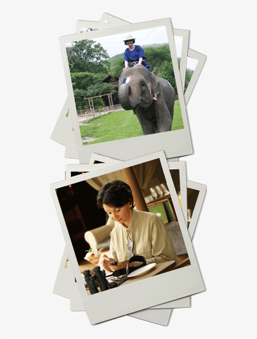 Catherine Whitworth, Cta - Indian Elephant, transparent png download