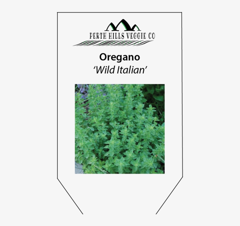 Oregano 'wild Italian' - Lavender, transparent png download