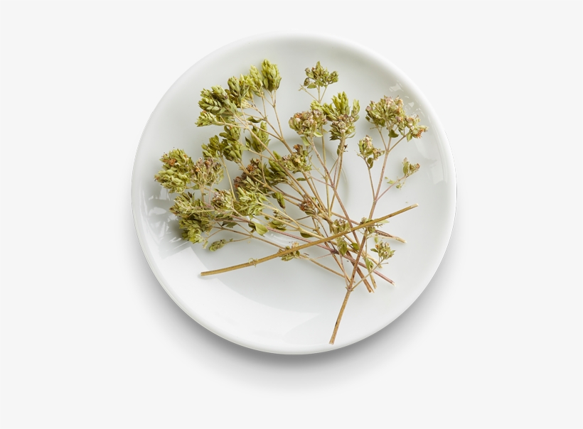Oregano From Sicily, transparent png download