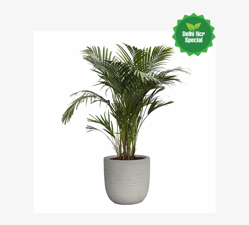 Picture5 - Houseplant, transparent png download