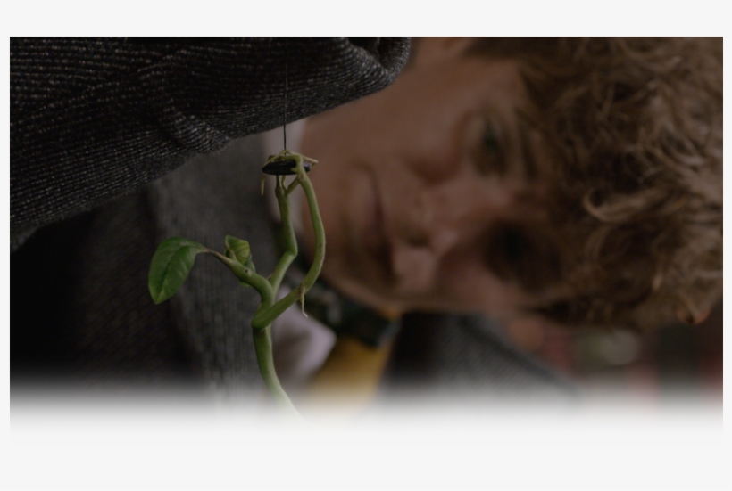 Fantastic Beasts: The Crimes Of Grindelwald, transparent png download